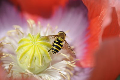 Close-up of bee on flower