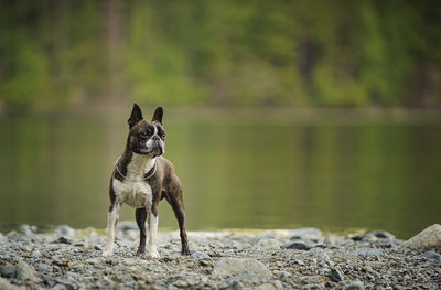 Boston terrier standing by lake