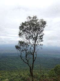 Tree on landscape against sky