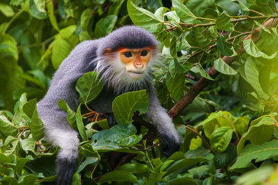 Portrait of monkey on tree