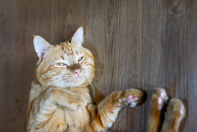 Close-up portrait of a cat