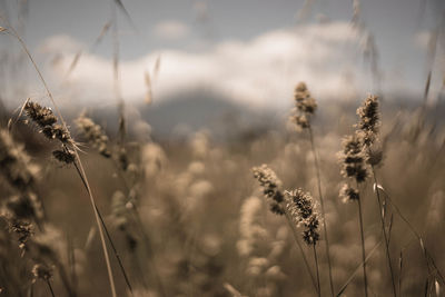 Close-up of wheat growing on field