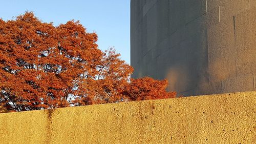 Low angle view of autumn tree against sky