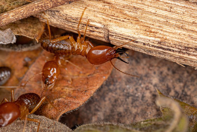 Close-up of insect on wood