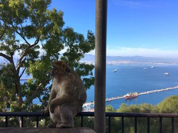 Monkey sitting on railing against blue sky
