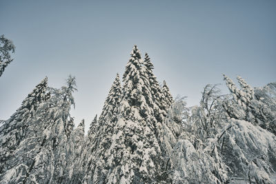 Low angle view of snowcapped mountain against sky