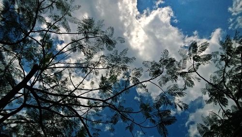 Low angle view of trees against sky