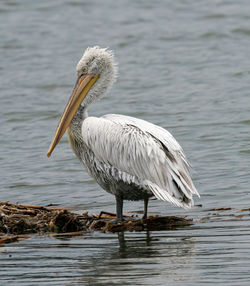 White heron in lake