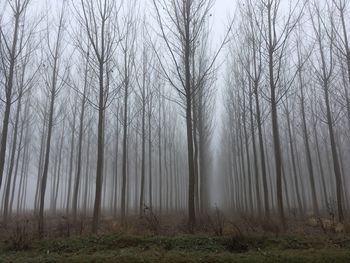 Bare trees in forest