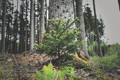 Close-up of trees growing in forest