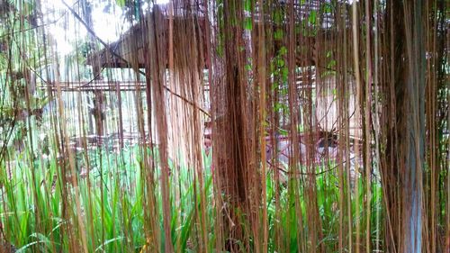 View of bamboo trees in forest
