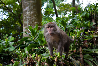 Monkey on tree in forest