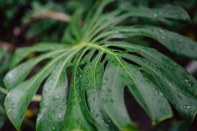 Close-up of wet plant leaves