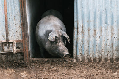 Spanish iberian pig leaning out of his stable door