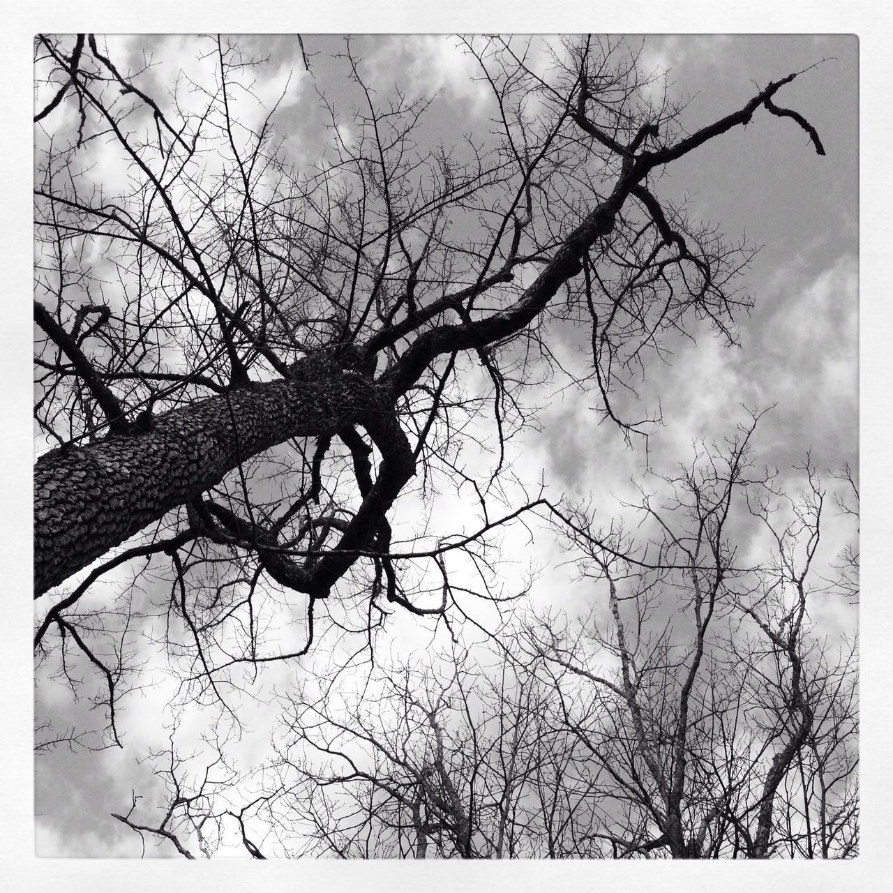 transfer print, bare tree, tree, branch, auto post production filter, low angle view, sky, silhouette, tranquility, nature, scenics, cloud - sky, beauty in nature, tranquil scene, cloudy, outdoors, no people, day, cloud, dusk