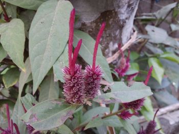 Close-up of pink flowering plant