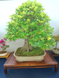 bonsai