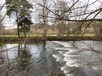 Bare trees by river stream in forest