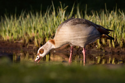 Side view of a bird