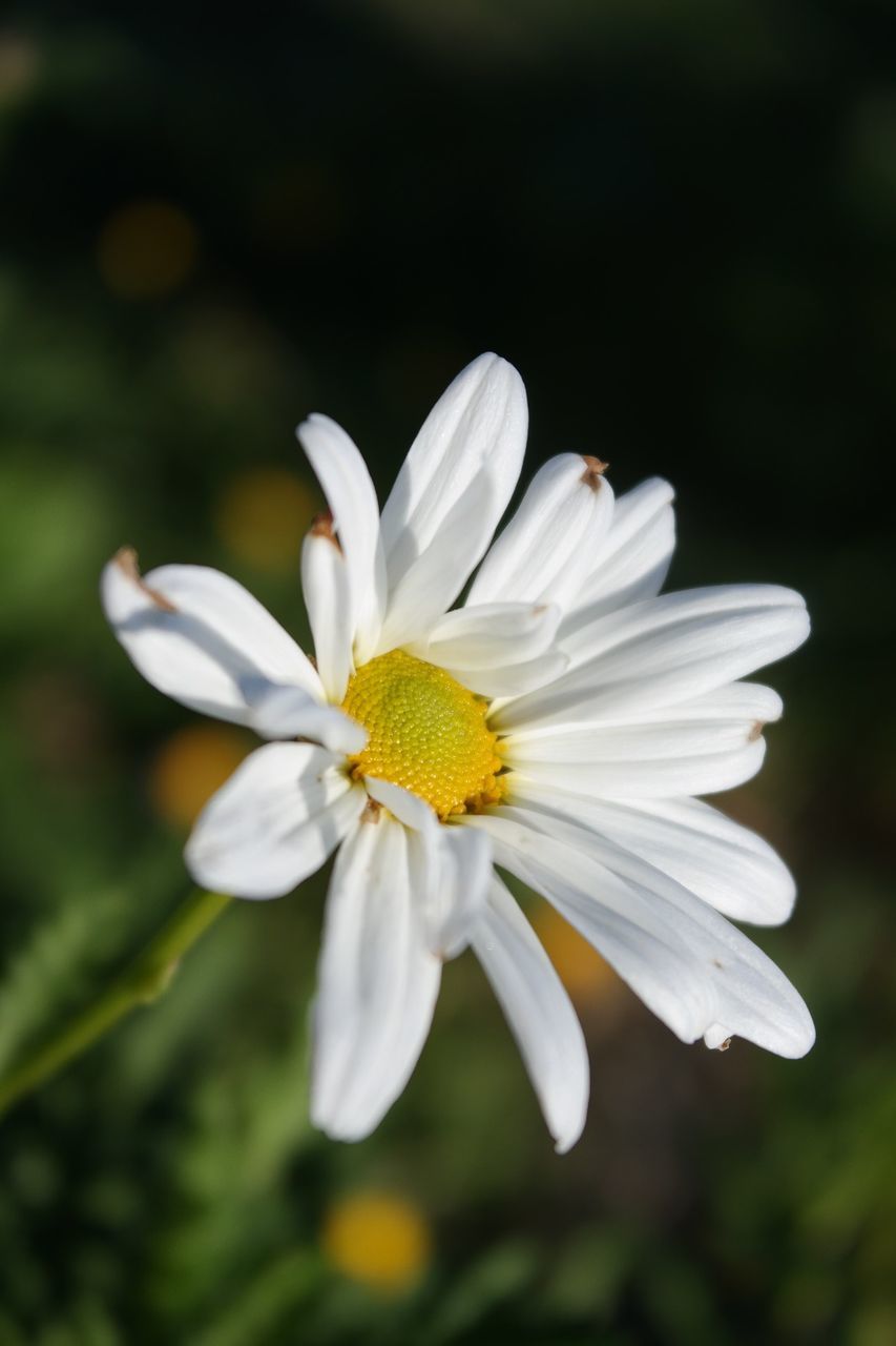 flower, petal, flower head, white color, fragility, growth, nature, beauty in nature, freshness, focus on foreground, close-up, plant, blooming, no people, day, outdoors