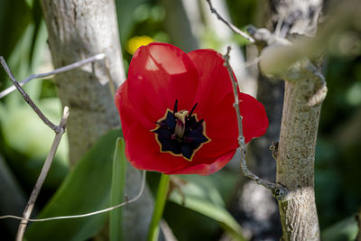 Close-up of red insect on flower