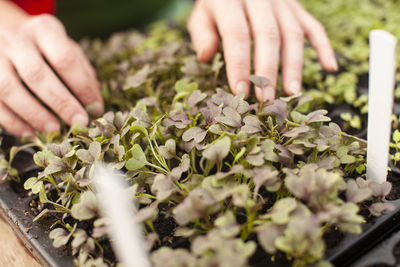 Close-up of hand holding plant