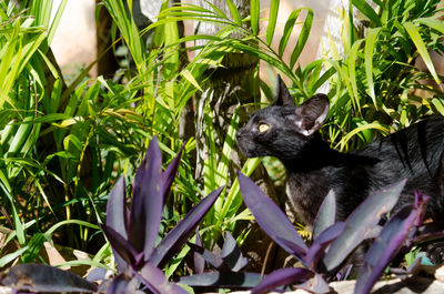 Close-up of black cat between plants