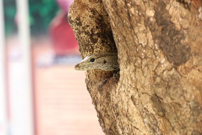 Close-up of a bird against tree trunk