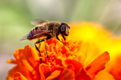 Close-up of bee pollinating on flower