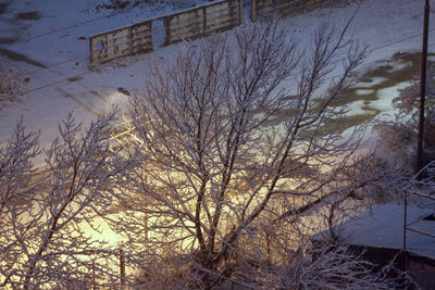 Bare trees and buildings in city