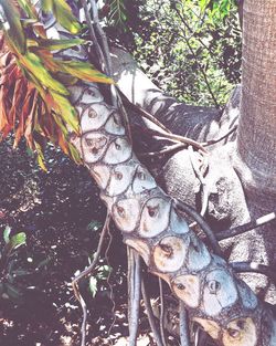 Close-up of leaves on tree