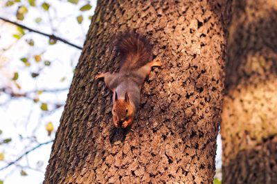 Low angle view of squirrel on tree trunk