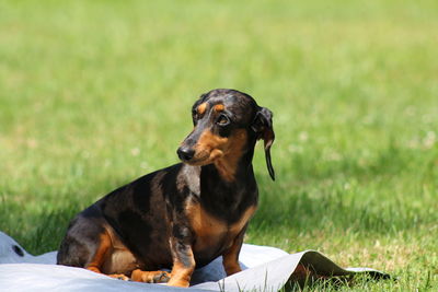 Dog relaxing on grass