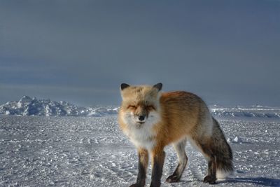 Portrait of cat standing on snow