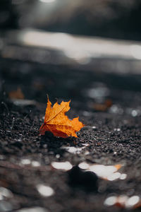 Close-up of autumn leaves on street