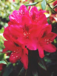 Close-up of pink flowering plant