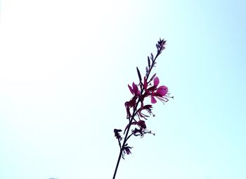 Low angle view of flowers against blue sky