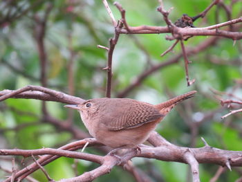 Close-up of bird perching on branch