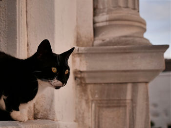 Portrait of a cat