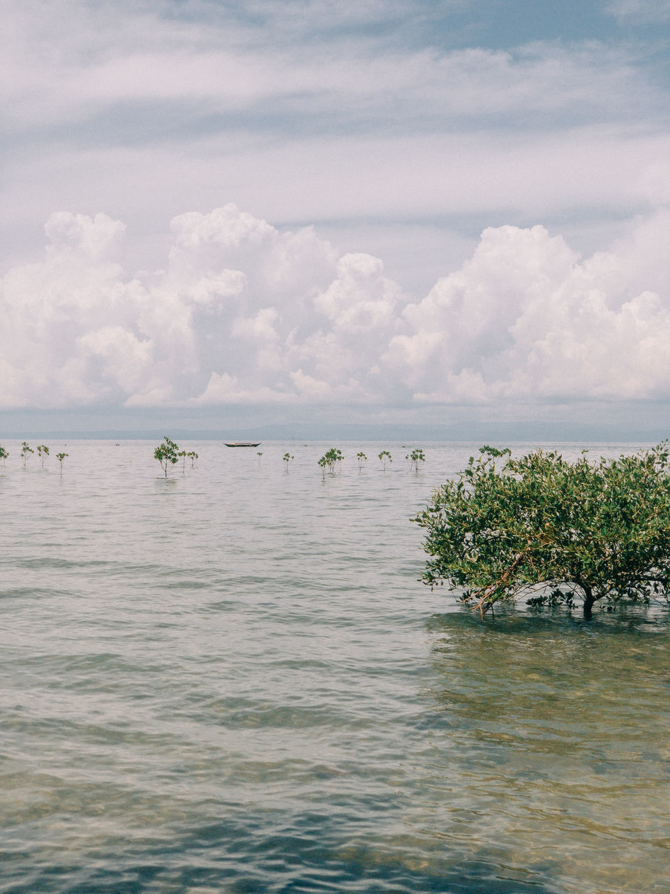 VIEW OF PLANTS IN SEA AGAINST SKY