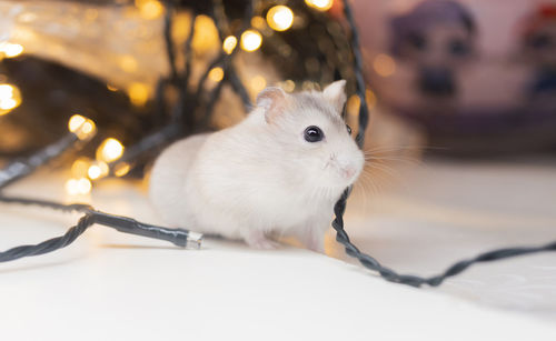 Close-up of a rabbit