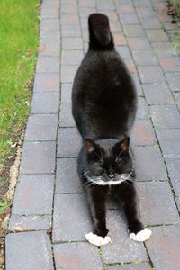 Cat on grass