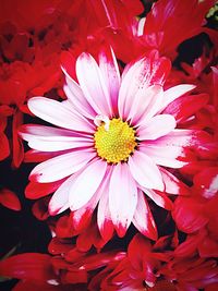 Close-up of flowers blooming outdoors