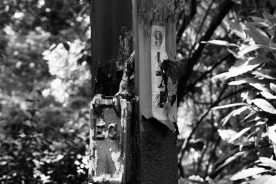 Close-up of cross on tree trunk