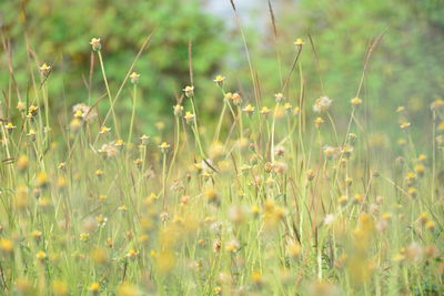 grassland
