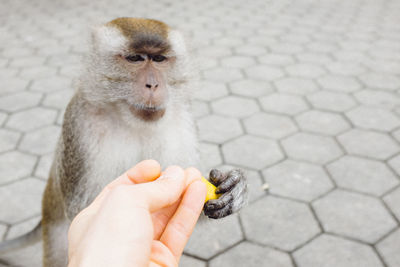 Close-up of hand holding monkey