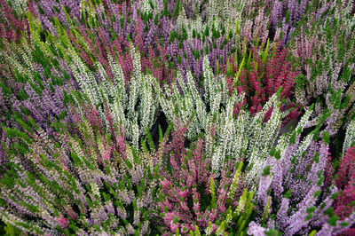 Full frame shot of purple flowering plants