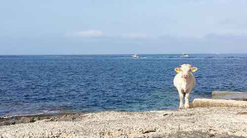 Dog looking at sea