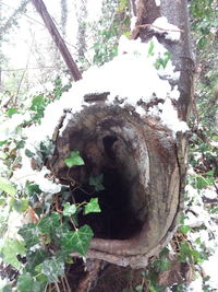 Close-up of lizard on tree trunk