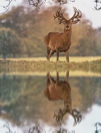 Low angle view of deer